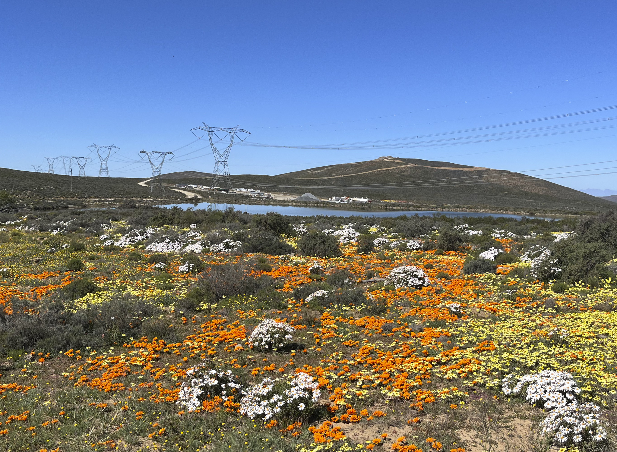 Powerlines with flowers