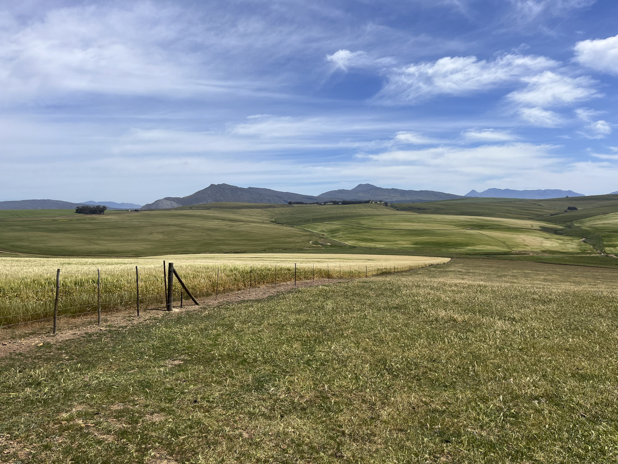 Wheat fields with mountains in the background