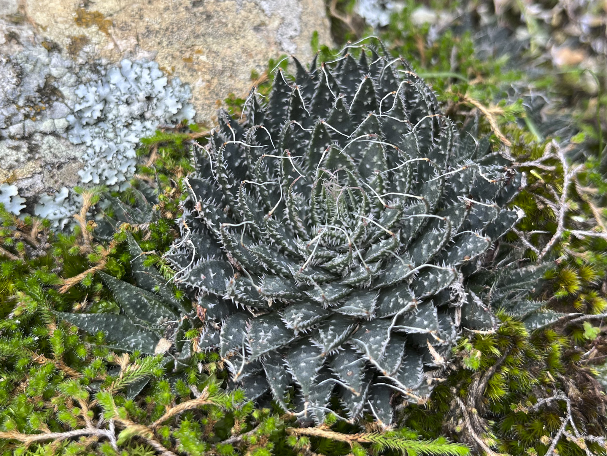 Haworthia succulent in the field
