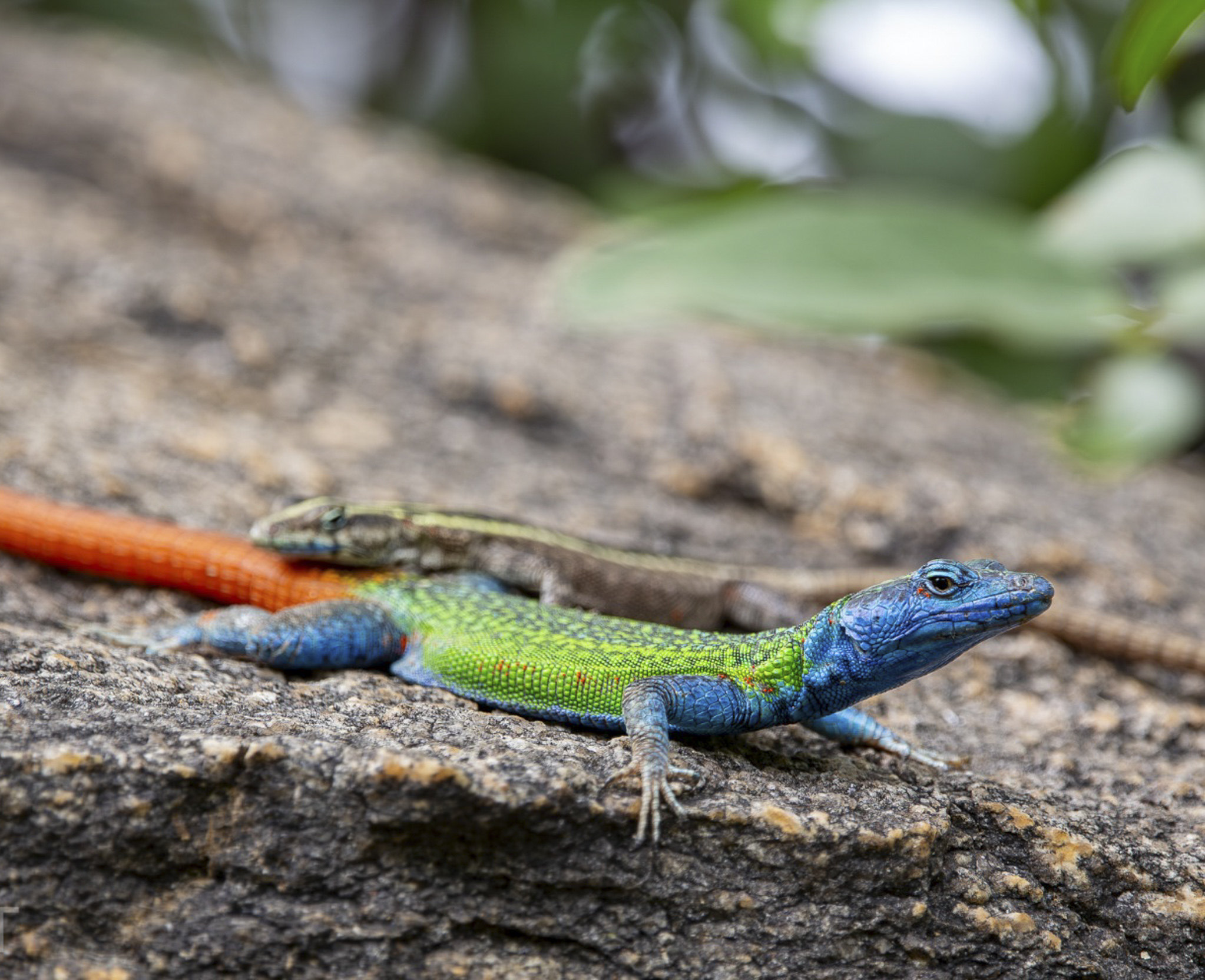 Platysaurus lizard