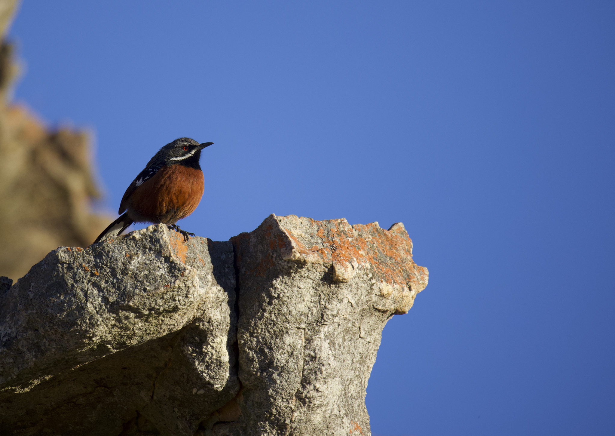 Cape Rockjumper
