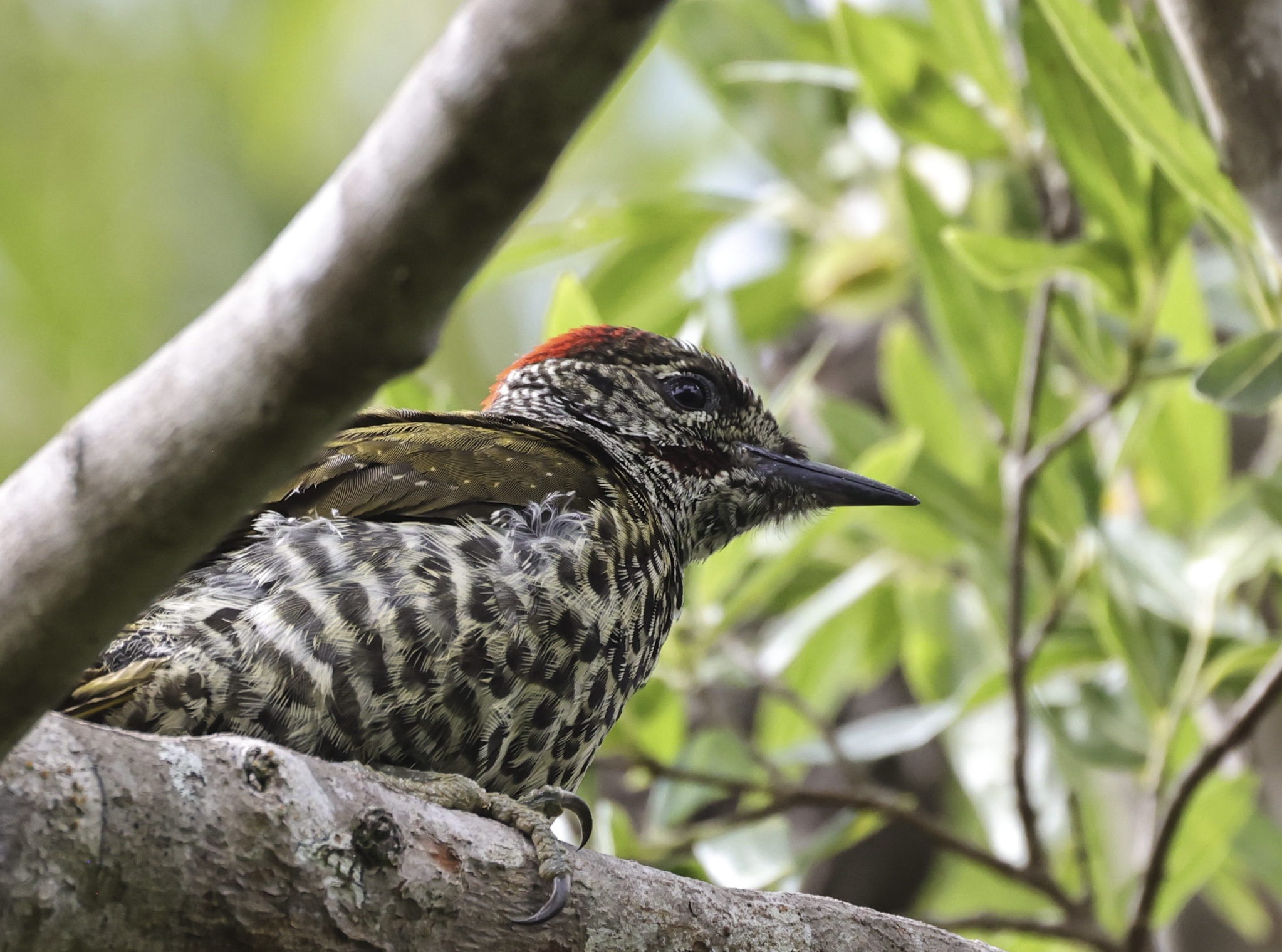 Woodpecker on a tree
